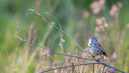 A Song sparrow perched on a dry twig, singing.  Green and grey foliage out of focus behind.  Early evening light.