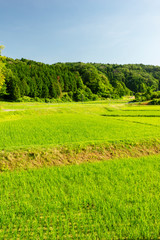 初夏の水田　青空バック