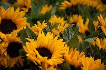 field of yellow flowers