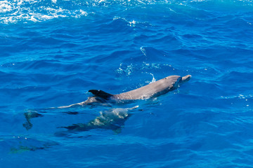 Naklejka premium Dolphins in Red sea not far from the Hurghada city, Egypt