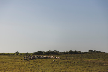 Fototapeta na wymiar Sheep Grazing at Sunrise