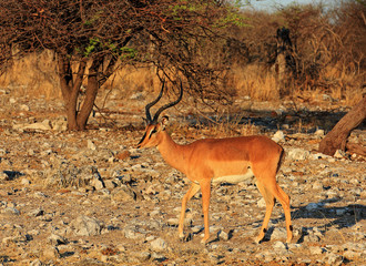 Black Face Impala
