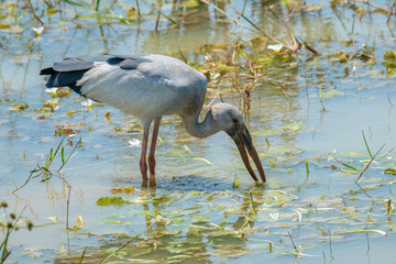 Openbill Stork (Anastomus oscitans), Yala National Park, Sri Lanka