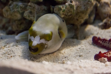 puffer fish lying on white sand covered seabed