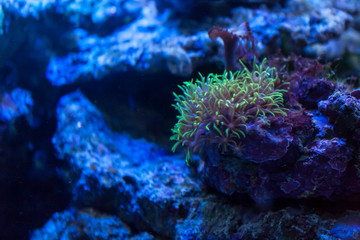 Obraz premium sea anemone in coral reefs