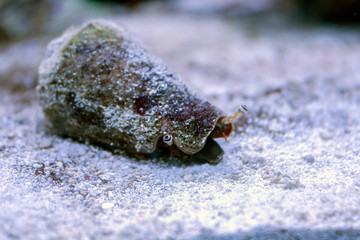 sea snail with eyes on a sandy white seabad