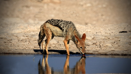 Black Backed Jackal