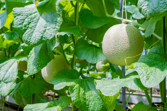 211 Best 温室メロン Images Stock Photos Vectors Adobe Stock