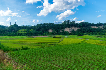 Fototapeta premium 暑かった夏の終わり