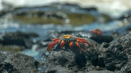 sally lightfoot crab with waves on the shore at santa cruz in the galapagos
