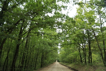 road in forest