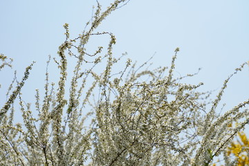 Thunbery spirea