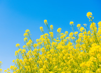 菜の花