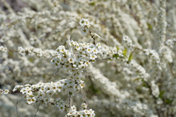 Thunbery spirea