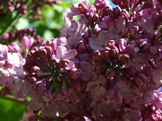 Fleurs de lilas Lilac flowers