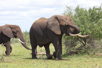 Fototapeta premium Afrikanischer Elefant / African elephant / Loxodonta africana