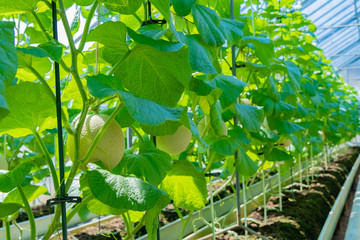 マスクメロンの栽培温室　静岡県賀茂郡南伊豆町