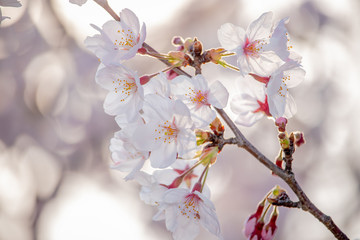 Pink Japanese cherry blossom blooming season under a ending winter