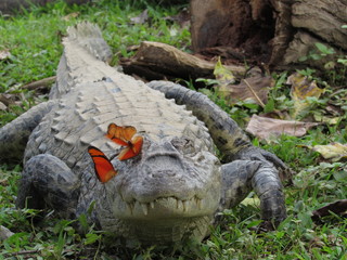 Natureza em harmonia