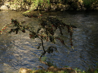 Rhododendron catawbiense
