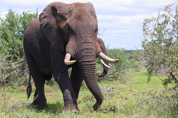 Afrikanischer Elefant / African elephant / Loxodonta africana