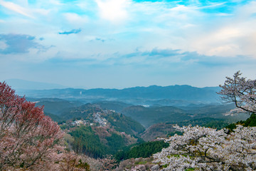 奈良県・吉野山の桜・早朝