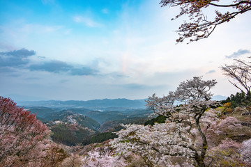 奈良県・吉野山の桜・早朝