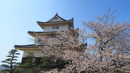 春の丸亀城（桜満開）７