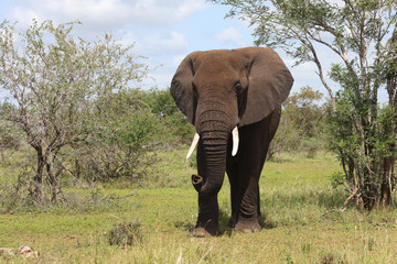 Afrikanischer Elefant / African elephant / Loxodonta africana