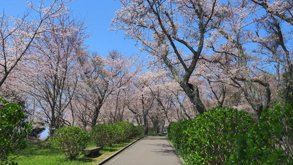 春の紫雲出山（桜満開）１