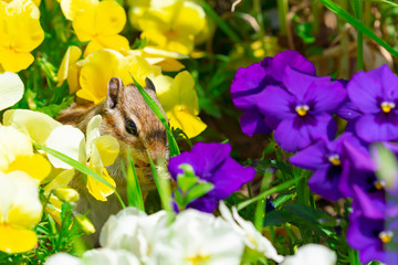 りす物語（待ちに待った春の訪れ）