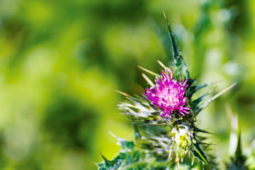 Close up of Slender Thistle (Carduus tenuiflorus) flower; blurred background; East San Francisco...