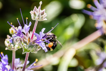 Honey bee gathering nectar from Cleveland sage (Salvia clevelandii) flowers in spring, California