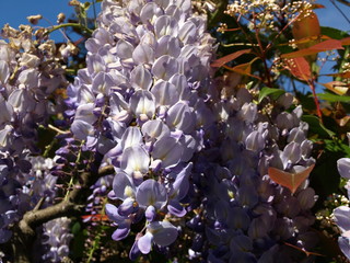 Glycine Wisteria floribunda