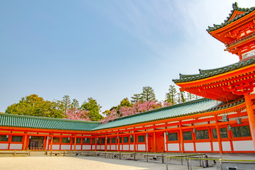 平安神宮の桜