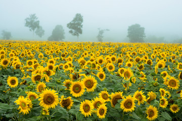 朝霧の中のひまわり