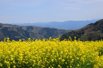 山の上の菜の花畑