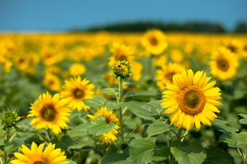 満開のひまわり