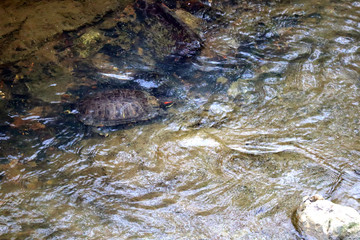 川に潜ったミドリカメ