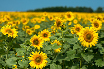 満開のひまわり