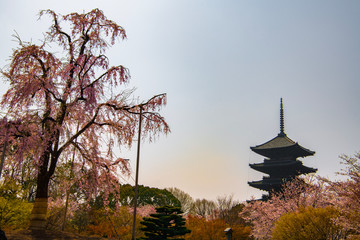 東寺のしだれ桜