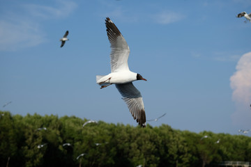 seagull in flight