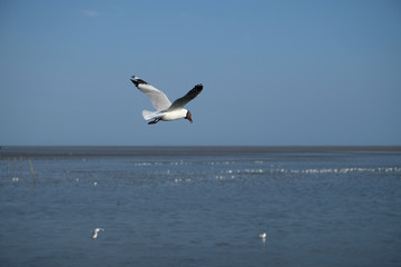 seagull in flight