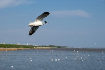 seagull in flight