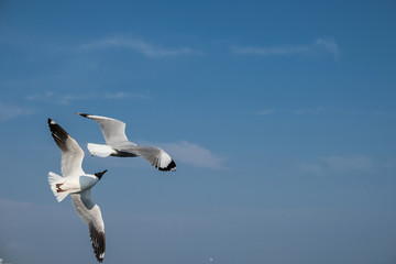 seagull in flight