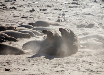 Fototapeta premium Two male elephant seals fighting