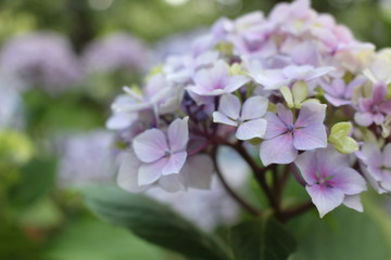 Hydrangea 