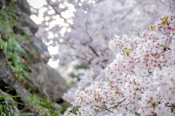 Pink Japanese cherry blossom blooming season under a ending winter