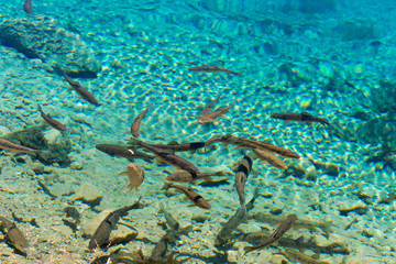 Naklejka na ściany i meble Pamir Mountains, Tajikistan - Aug 21 2018: Fish at Ak Balyk Lake in Gorno-Badakhshan, Tajikistan. It is located in the World Heritage Site Tajik National Park (Mountains of the Pamirs).