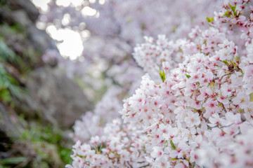 Pink Japanese cherry blossom blooming season under a ending winter